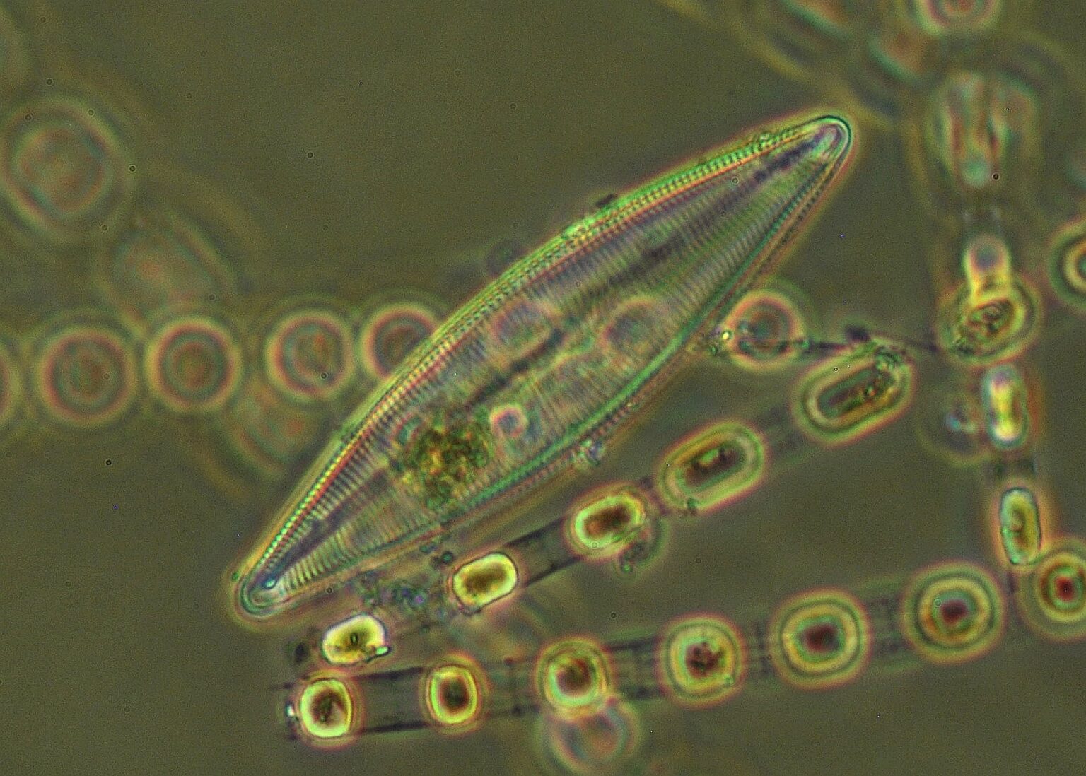 marine-phytoplankton-diversity-and-adaptation-bo-akademi-university