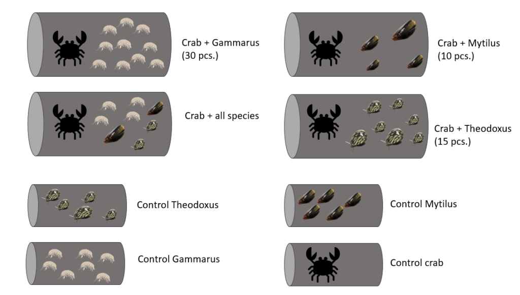 Figure illustrating project findings.