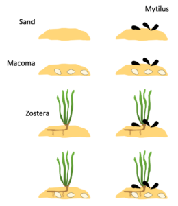 Figure illustrating the project.