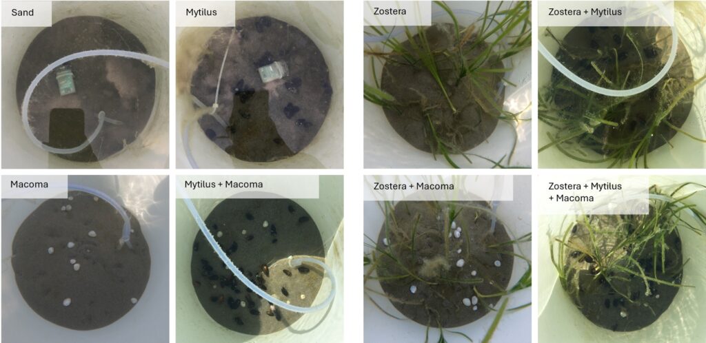 Photo compilation of mesocosm experiments.